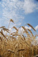 عکس خوشه گندم در مزرعه