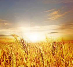عکس خوشه های گندم در غروب خورشید