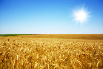 عکس خوشه های گندم در مزرعه