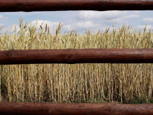عکس خوشه های گندم در مزرعه کنار نرده