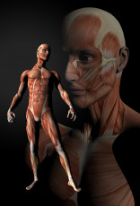 عکس ماهیچه های بدن انسان