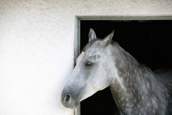 عکس اسب در اصطبل