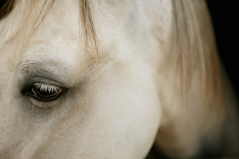 عکس چشم اسب سفید