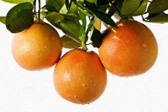 عکس میوه پرتقال با برگ