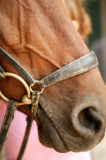 عکس پوزه و دهنه اسب
