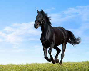 عکس اسب وحشی سیاه در دشت