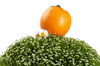 عکس میوه پرتقال روی سبزه
