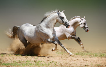 عکس اسب های سفید وحشی در دشت