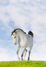 عکس اسب سفید