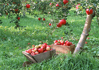 عکس باغ سیب
