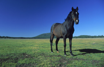 عکس اسب سیاه در دشت