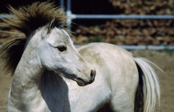 عکس اسب سفید در دشت