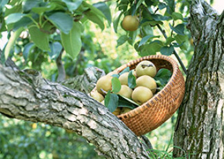 عکس سبد سیب سبز روی شاخه های درخت
