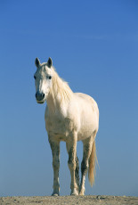 عکس اسب سفید اهلی