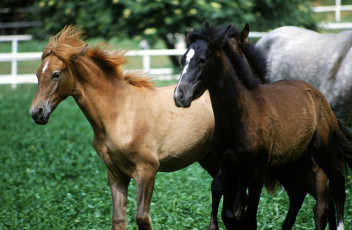 عکس اسب سیاه و قهوه ای