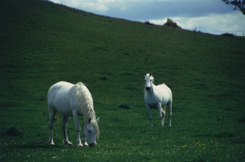 عکس دو اسب در مزرعه