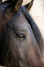عکس چشم زیبای اسب قهوه ای