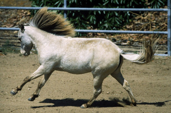 عکس بچه اسب در حال دویدن