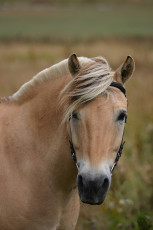 عکس اسب زیبای قهوه ای