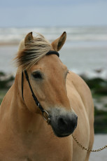 عکس اسب زیبای 2