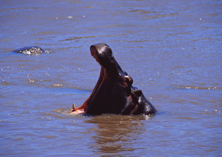 عکس اسب آبی دهان باز در رودخانه