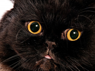 عکس صورت گربه سیاه