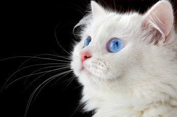 عکس گربه پرشین سفید با چشمان آبی