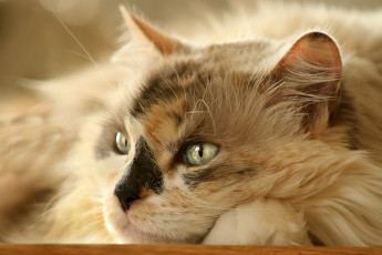 عکس گربه کرم رنگ
