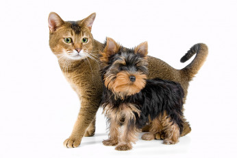 عکس سگ و گربه پشمالو