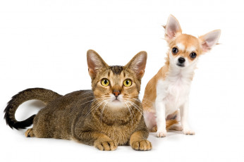 عکس سگ و گربه در کنار هم 2