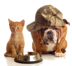 عکس سگ و گربه با ظرف غذا