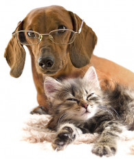 عکس سگ عینکی و گربه