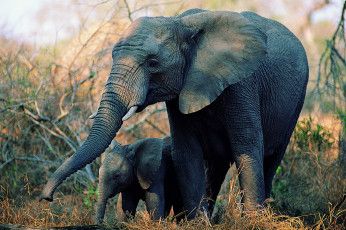 عکس فیل به همراه فرزندش
