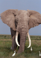 عکس فیل شاخدار