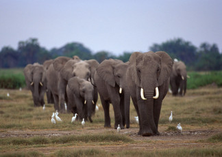 عکس لشگری از فیلها