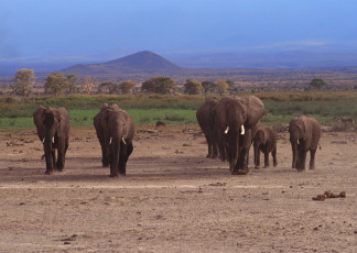 عکس دسته جمعی فیلها