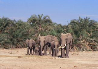 عکس فیلها در مزرعه