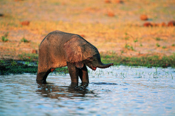عکس فیل در رودخانه