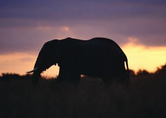 عکس فیل در غروب