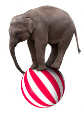 عکس فیل و توپ در سیرک