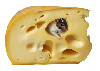 عکس پنیر و موش