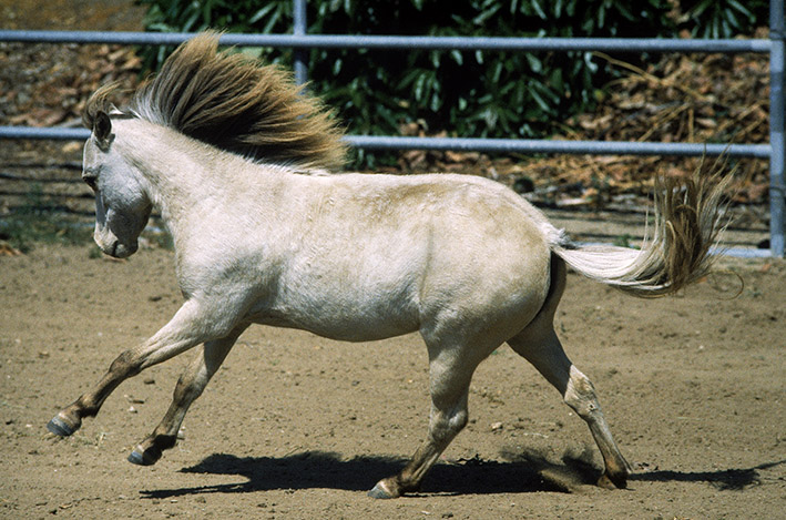 عکس اسب سفید سوارکاری