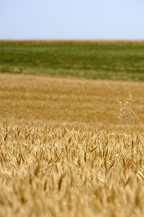 عکس خوشه گندم در زمین کشاورزی