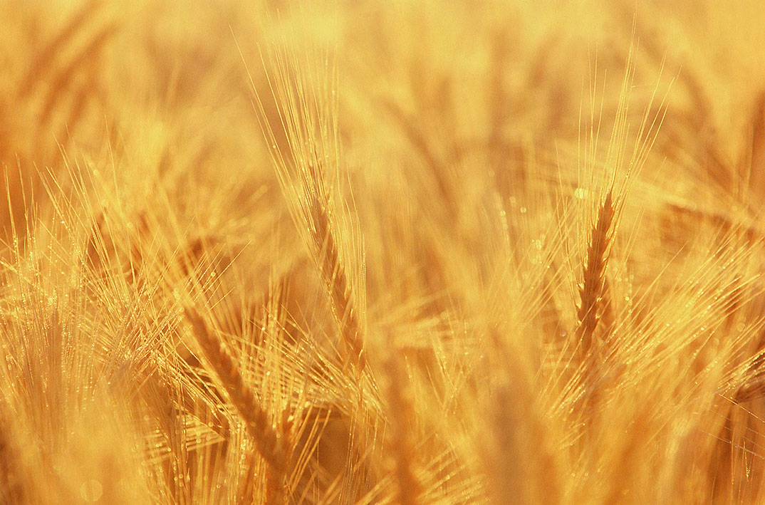 عکس دسته های طایی گندم در مزرعه