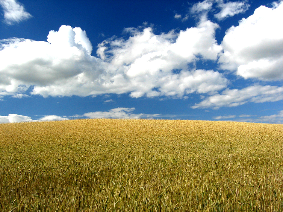 عکس خوشه های گندم در زمین کشاورزی